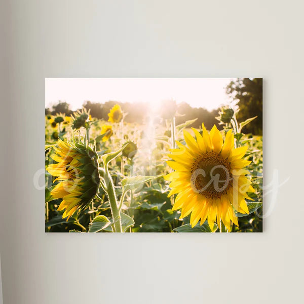 Sunflower Printed Canvas